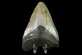 Fossil Megalodon Tooth - North Carolina #129960-2